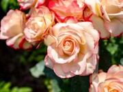 Продажа дома Русская деревня. Падиково 360 м² Новорижское шоссе - 624510 - 624510