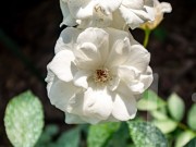 Продажа дома Русская деревня. Падиково 360 м² Новорижское шоссе - 624516 - 624516