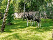 Продажа дома Сосновый бор (Николина Гора) 850 м² Рублево-Успенское шоссе - 631248 - 631248