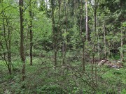 Продажа участка Веледниково 50 соток Новорижское шоссе - 639183