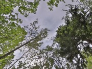 Продажа участка Веледниково 50 соток Новорижское шоссе - 639196
