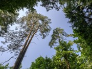 Продажа участка Покровское-Рубцово 55 соток Новорижское шоссе - 646125