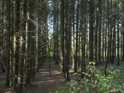 Продажа участка Батюшково 1130 соток Дмитровское шоссе - foto4.jpg