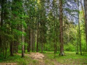 Продажа участка Маслово 50 соток Рублево-Успенское шоссе - foto2.jpg