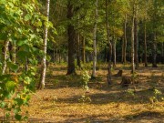 Продажа участка Зеленые холмы 25 соток Киевское шоссе - foto2.jpg