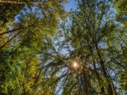 Продажа участка Зеленые холмы 11 соток Киевское шоссе - foto5