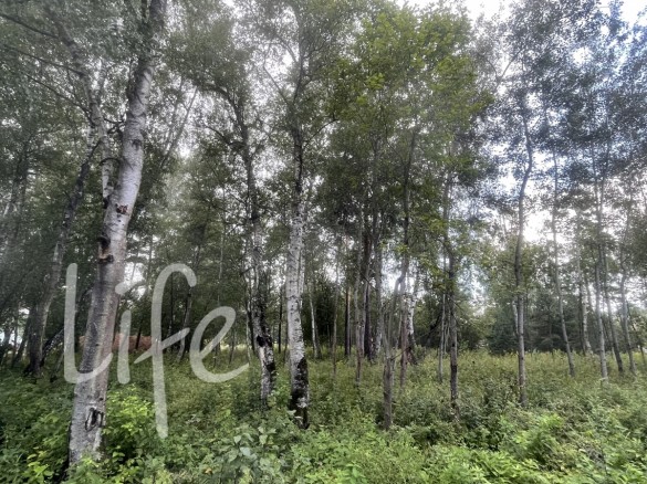 Продажа участка Раздоры 23 сотки Рублево-Успенское шоссе - 626938