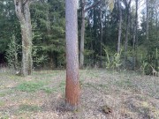 Продажа участка Новогорск 32 сотки Куркинское шоссе - 632507