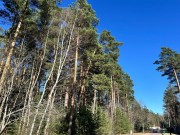 Продажа участка Сосновый бор (Николина Гора) 82 сотки Рублево-Успенское шоссе - 638565