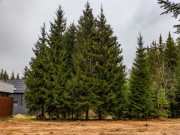 Продажа участка Иславское 13 соток Рублево-Успенское шоссе - 639843