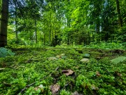 Продажа участка Академические дачи 50 соток Рублево-Успенское шоссе - 641358