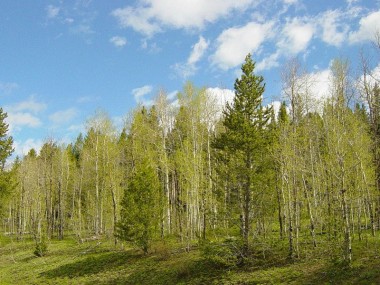 Купить участок - Дмитровское - 59995