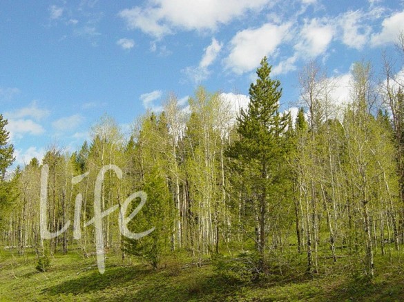 Продажа участка Дмитровское 38 соток Ильинское шоссе - foto1
